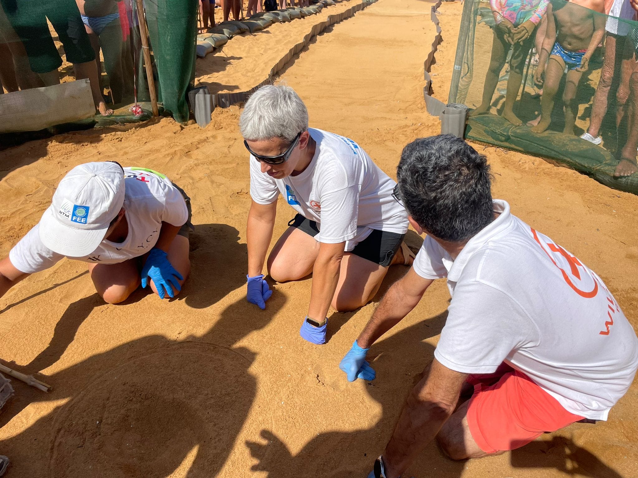 A total of 67 turtles emerge from Ramla Bay nest
