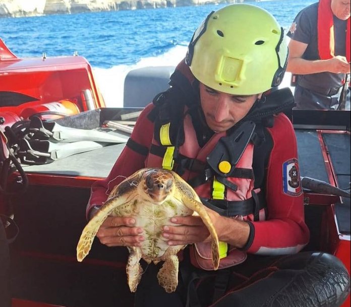 Turtle entangled in marine debris brought to shore