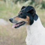 Man fined €50 after being found guilty of not taking care of his two dogs fox terrier