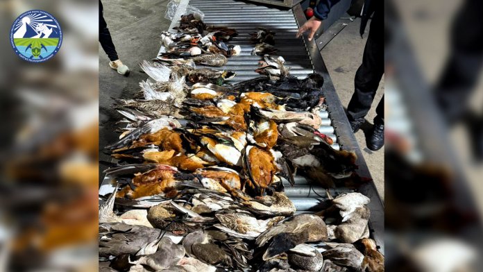 Five Maltese poachers arrested in Kyrgyzstan for smuggling protected birds