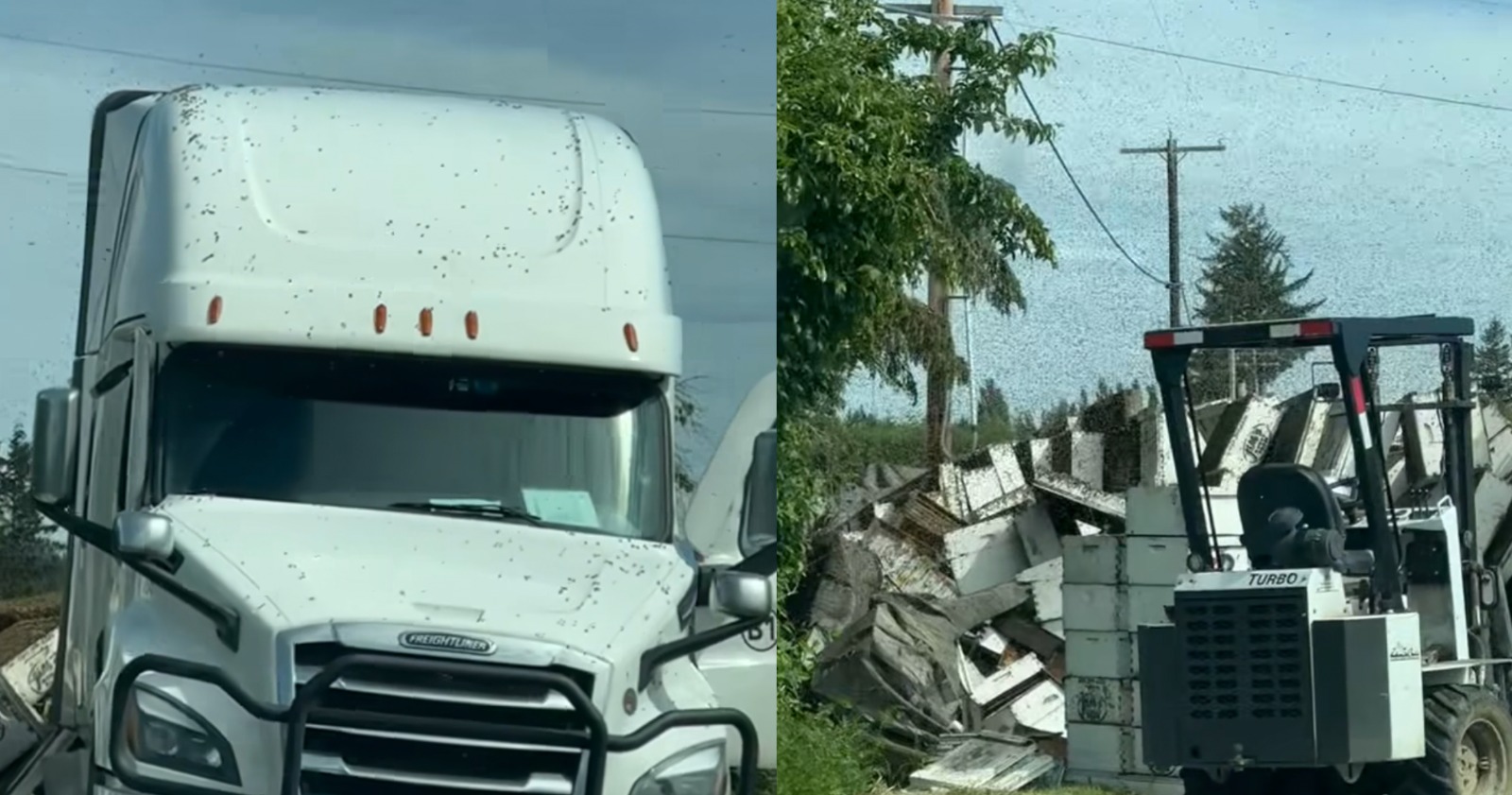 250 million bees escape after truck overturns in Washington