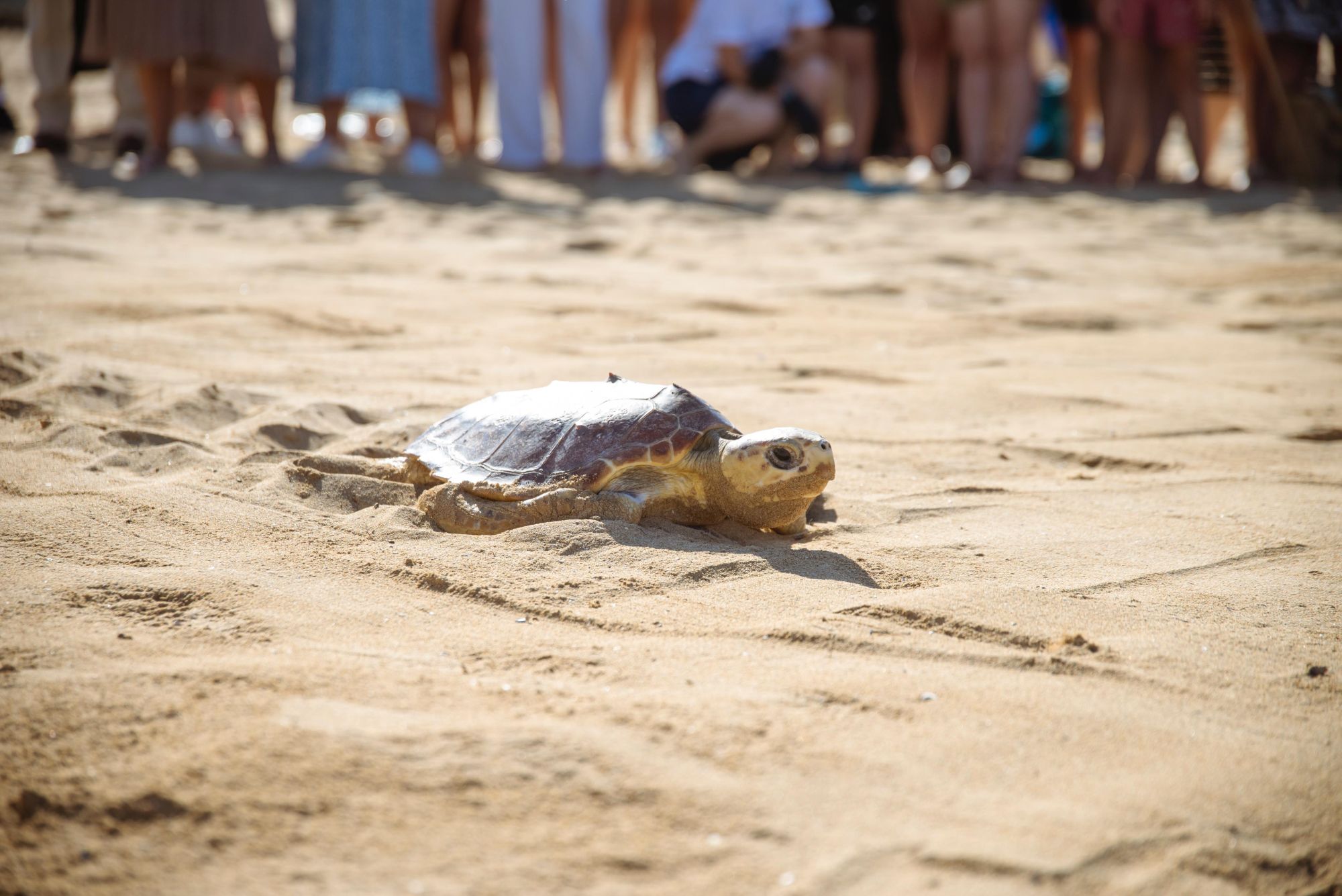 Two turtles released into the wild after successful rehabilitation