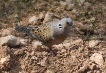 BirdLife Accuses Hunters of 'Amateur Deception' Over Turtle-Dove Data