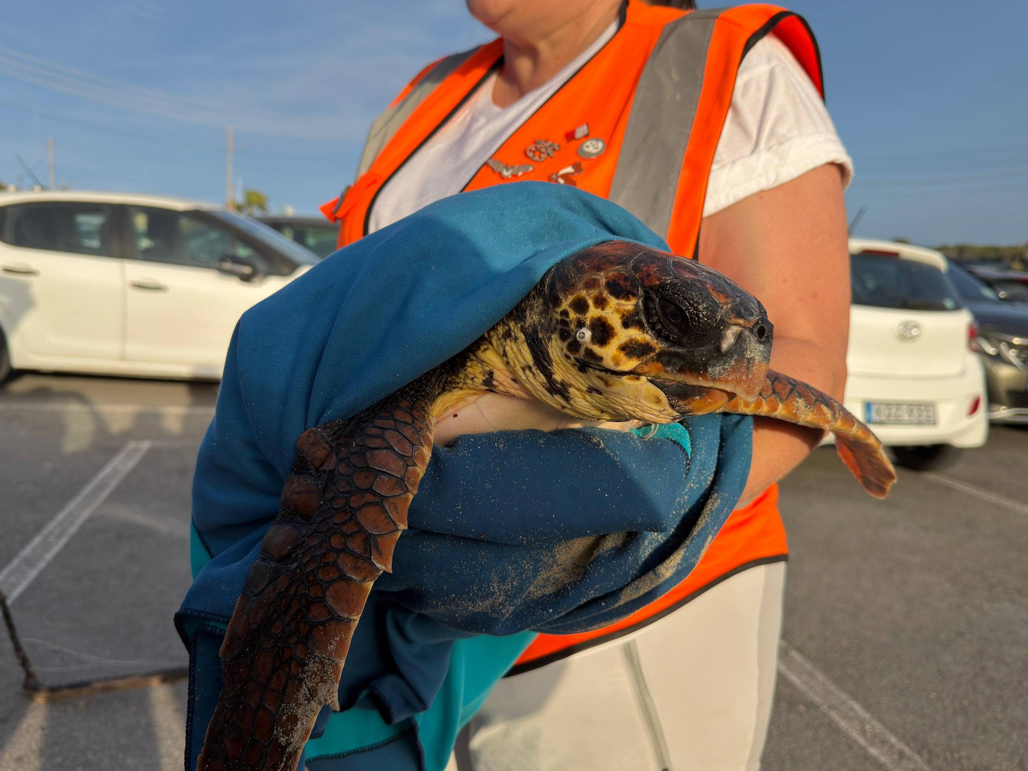Volunteer jumps into rough seas to rescue injured turtle