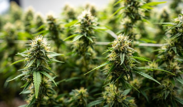 Jg id Li Beda Jkabbar Il kannabis Min abba Li N negozju Beda Sejjer a in Jg id Li Beda Jkabbar Il kannabis Min abba Li N negozju Beda Sejjer a in