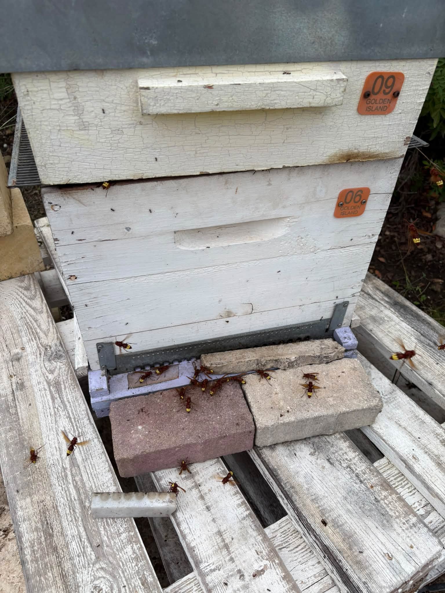 Watch: Beekeepers demand urgent action as hornets devastate colonies