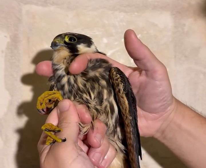 Malta: Injured falcon rescued by members of the public